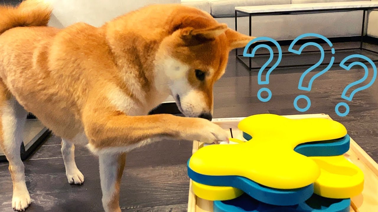 How Smart is a Shiba Inu - IQ Test [Intermediate level] | Super Shiba