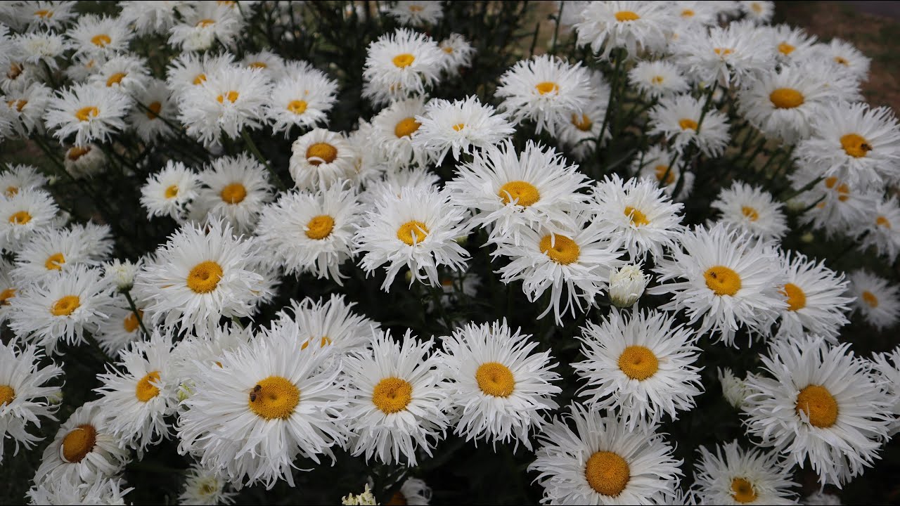 La Plazoleta de las Margaritas rizadas - Plzta. Padre Ernesto Martearena - Leucanthemum crazy daisy