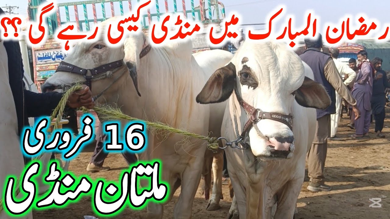 Today Multan Cow Mandi Fresh Latest Update | Cholistani Ablak Sahiwal Bachre & Cows | Cow Mandi 2025