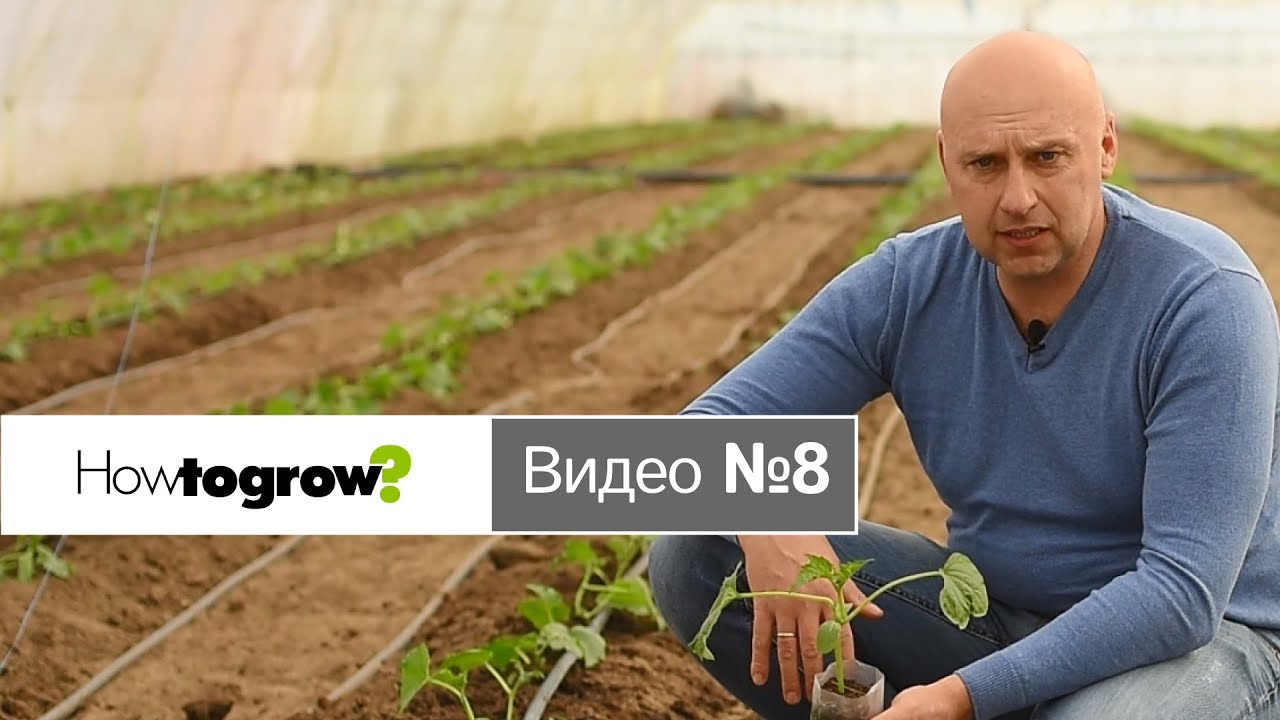 Высадка рассады огурцов в теплицу
