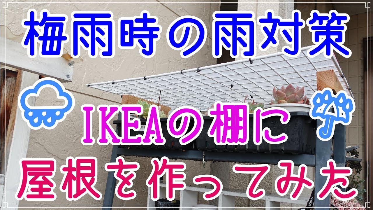 【多肉植物】NO268　いよいよ梅雨に突入💦IKEAの棚に屋根を作りました。