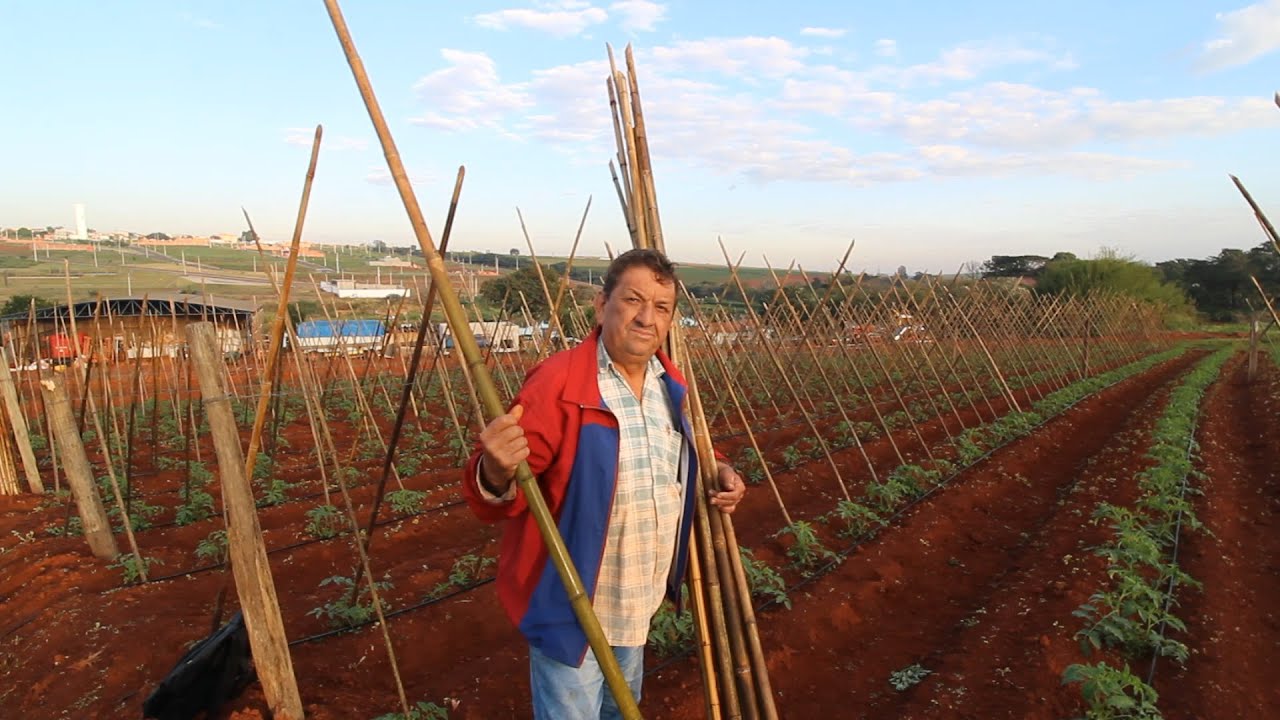 ESTAQUEAMENTO DO TOMATE TURIM ENXERTADO  – PASSO A PASSO NA PRÁTICA!