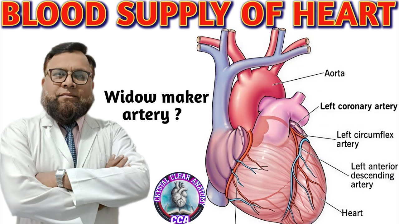 BLOOD SUPPLY OF HEART I ANATOMY OF CORONARY ARTERIES I Widow maker artery 💥💥💥