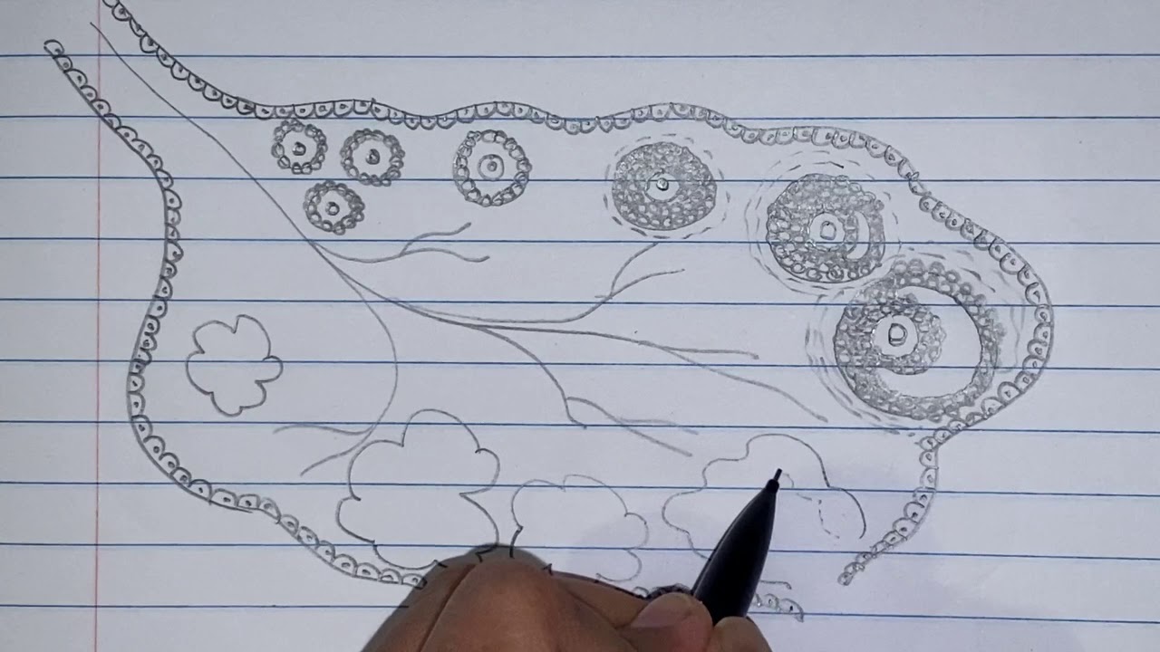 How to Draw T.S. of Ovary | Class 12 | Biology HSC 2020 | Easy and Simple Drawing | Board Exam Guide
