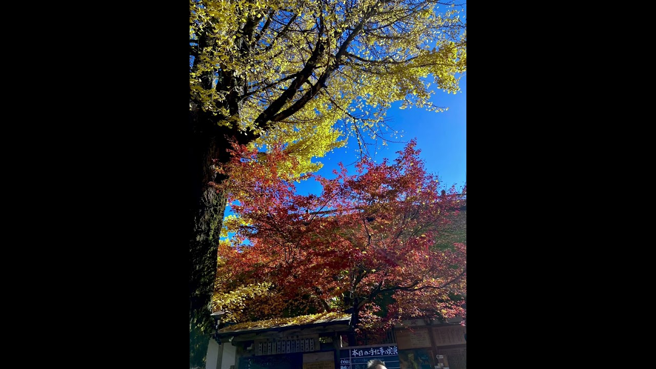 11/22一早坐第一班公車去香嵐溪，開的紅紅火火很漂亮的楓葉水，滿滿的人潮剛好碰到日本的連假，楓葉拍好拍滿滿記錄自己的旅行時光請大家多多指教支持按讚訂閱開啟小鈴鐺。