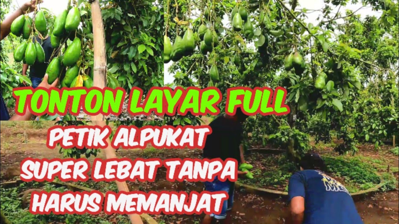 Viral petik alpukat super lebat tanpa harus memanjat