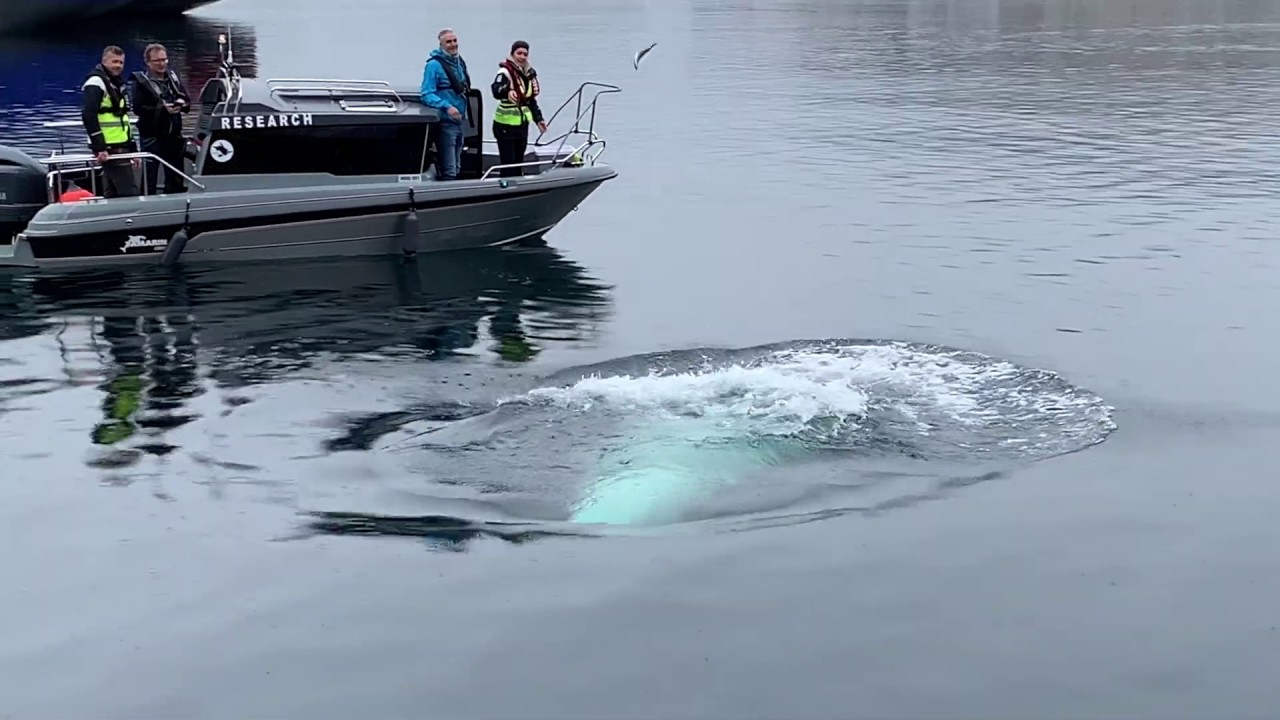Hvaldimir the beluga white whale in Norway (iPhone XS 4k video)