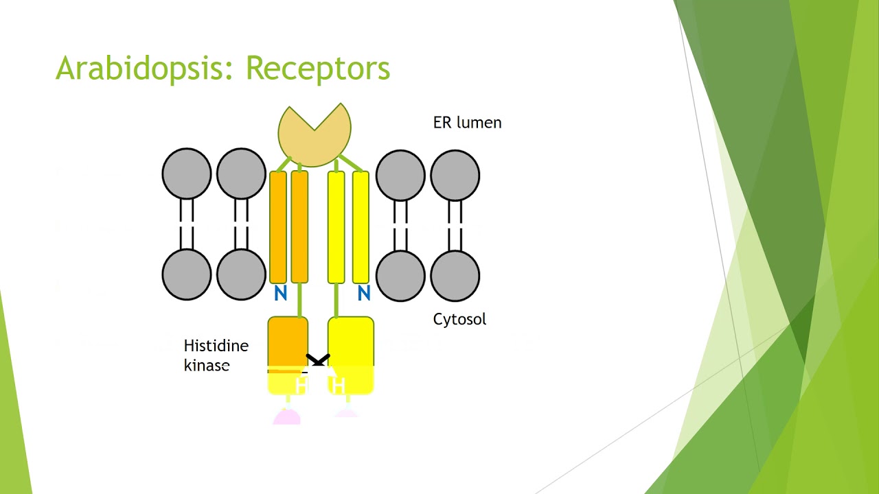 Cytokinin Biochemistry