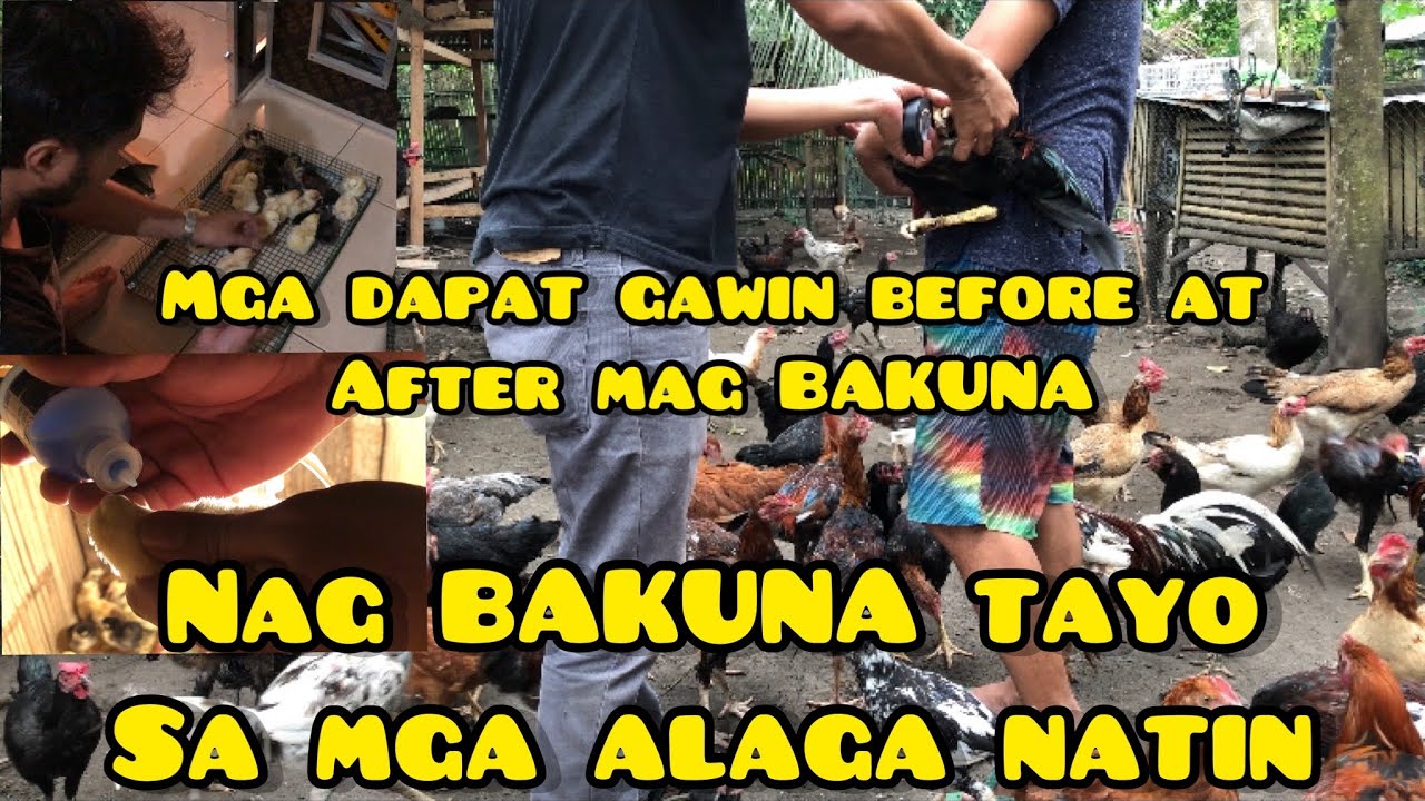 NAG BAKUNA TAYO PARA MAIWASAN ANG BIRD FLU OR ARATAY | ANG DAMI NAMANG SISIW