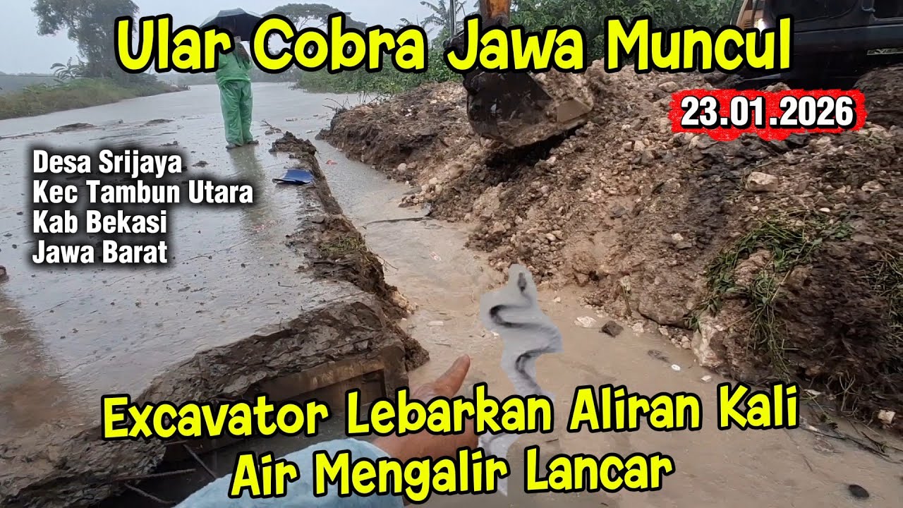Ular Cobra Jawa Keluar Sarang‼️ Excavator Lebarkan Aliran Kali || Air Mengalir Lancar #dedimulyadi