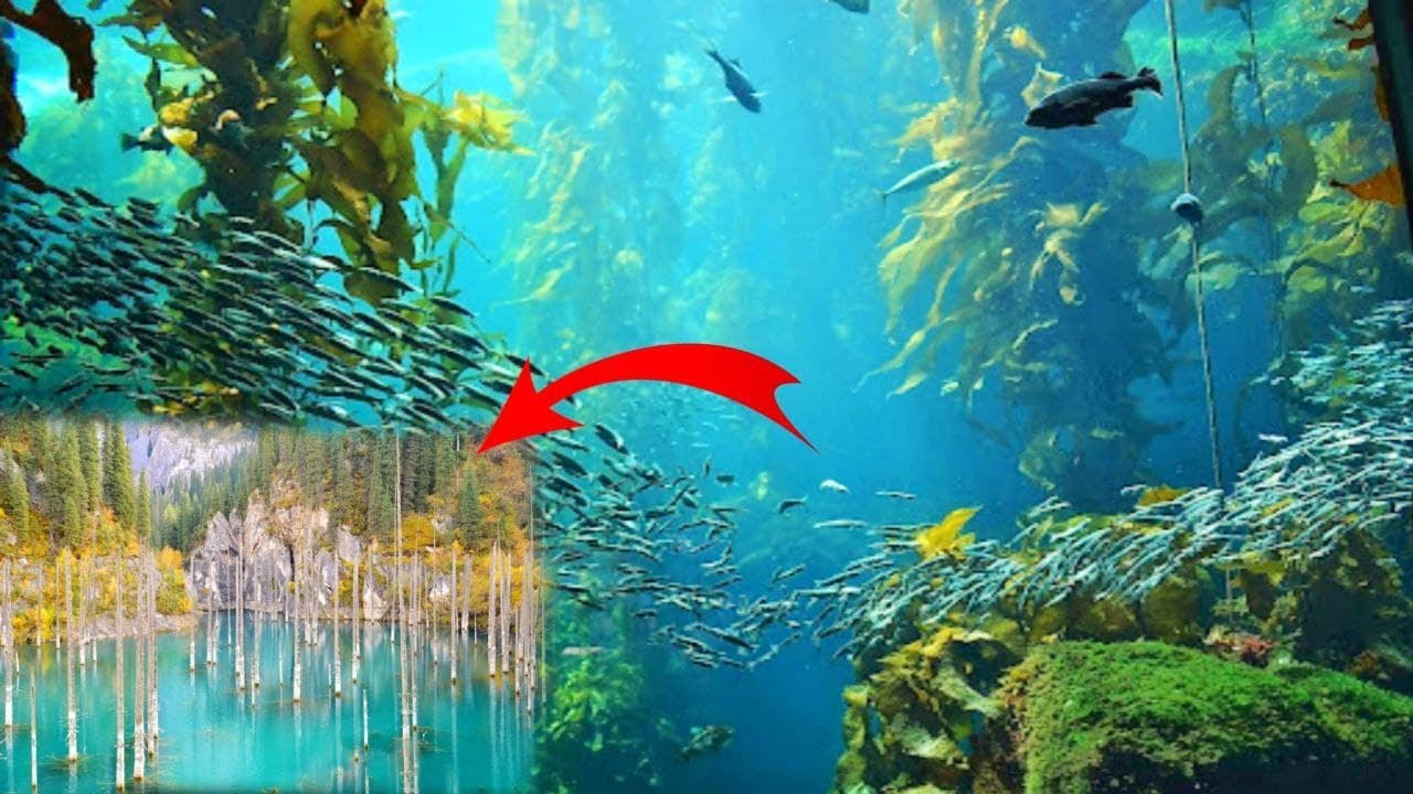 11 Unbelievable Submerged and Underwater Forests Around the World | forest underwater