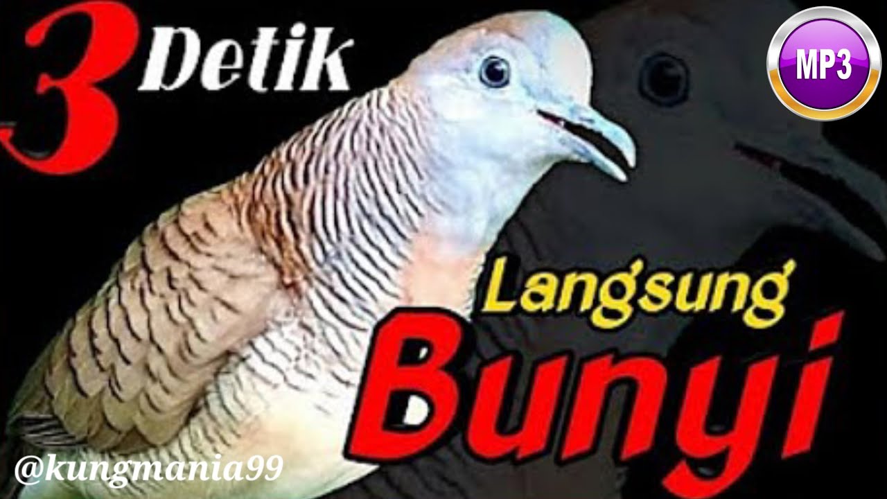 Perkutut pancingan AMPUH sekali putar 100% bikin lawan NYAUT | perkutut, suara perkutut