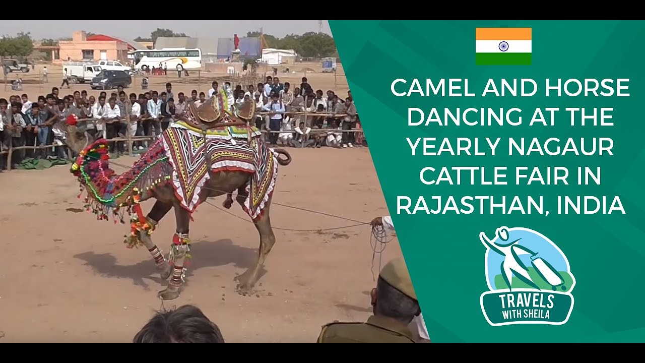 Camel and Horse Dancing - Yearly Nagaur Cattle Fair in Rajasthan | Travels with Sheila