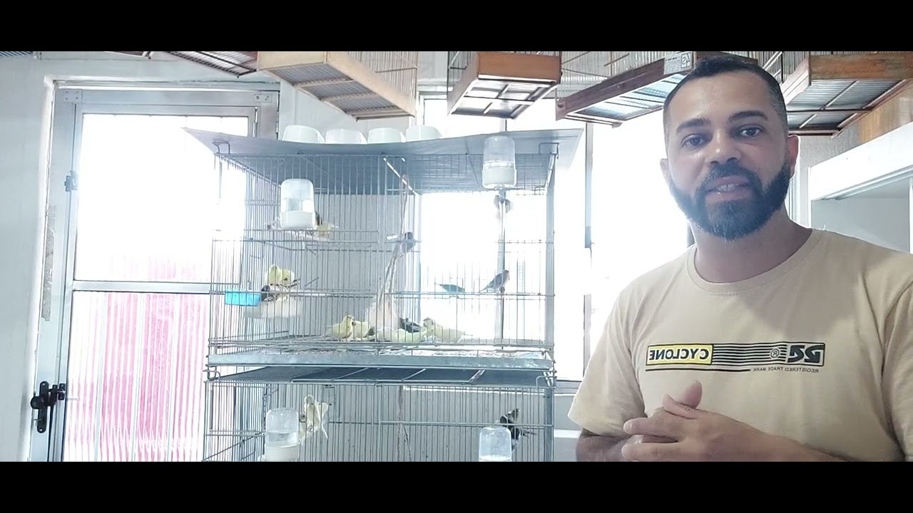 Final da temporada de reprodução ( timbrado espanhol original) 2025.