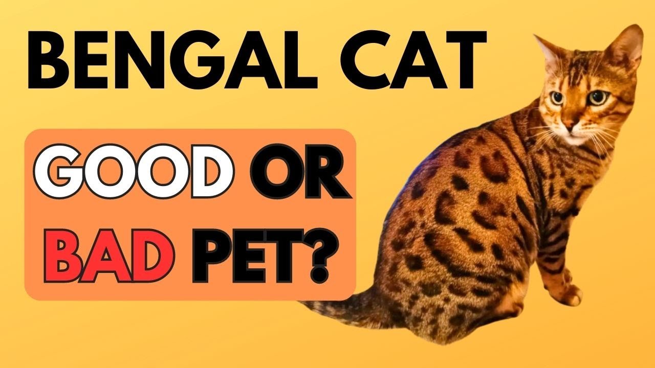 Правда о бенгальских кошках! | Реальный опыт 🐆