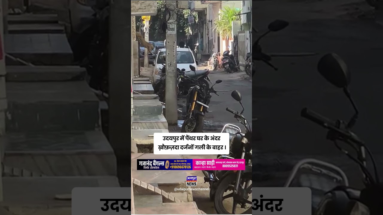 उदयपुर में पैंथर घर के अंदर, ख़ौफ़ज़दा दर्जनों गली के बाहर ।