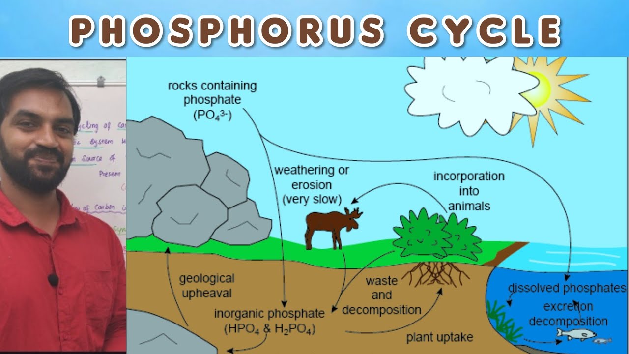 Phosphorus cycle | Ecology and Environment | Tamil | Senthilnathan