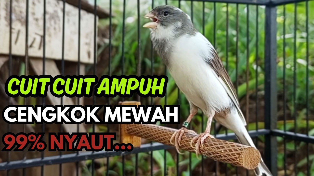 KENARI GACOR  Cuit CUIT BIRAHI SUARA Kenari MASTERAN TERBAIK UNTUK PANCINGAN & MASTERAN Kenari PAUD
