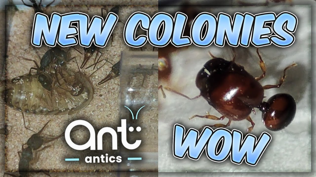 ANT ANTICS FEAT HARPEGNATHOS VENATORS, ACANTHOMYMEX THAILANDENSIS, DIVES, GIGAS, DIVERSA AND MORE