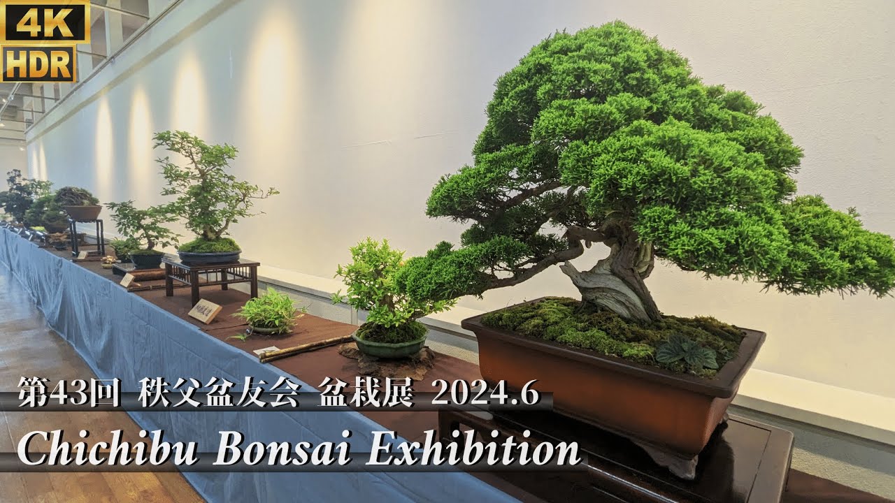 Chichibu Bonsai Exhibition in Japan in June 2024 ~第43回 秩父盆友会 盆栽展  [4K HDR]