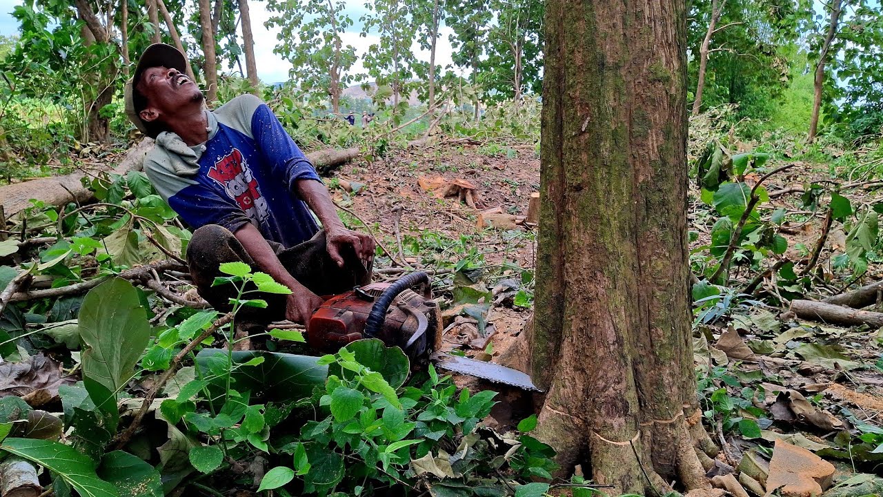 SUPER KERASSSS‼️kayu jati tanah pasir pinggir sawah 