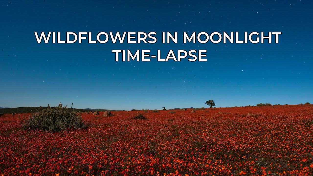 Moonlit Wildflowers Time-lapse