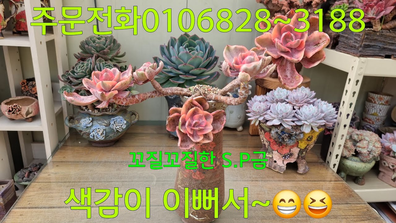 (26.3.4.수)양팔벌린 꼬질이~😁😆