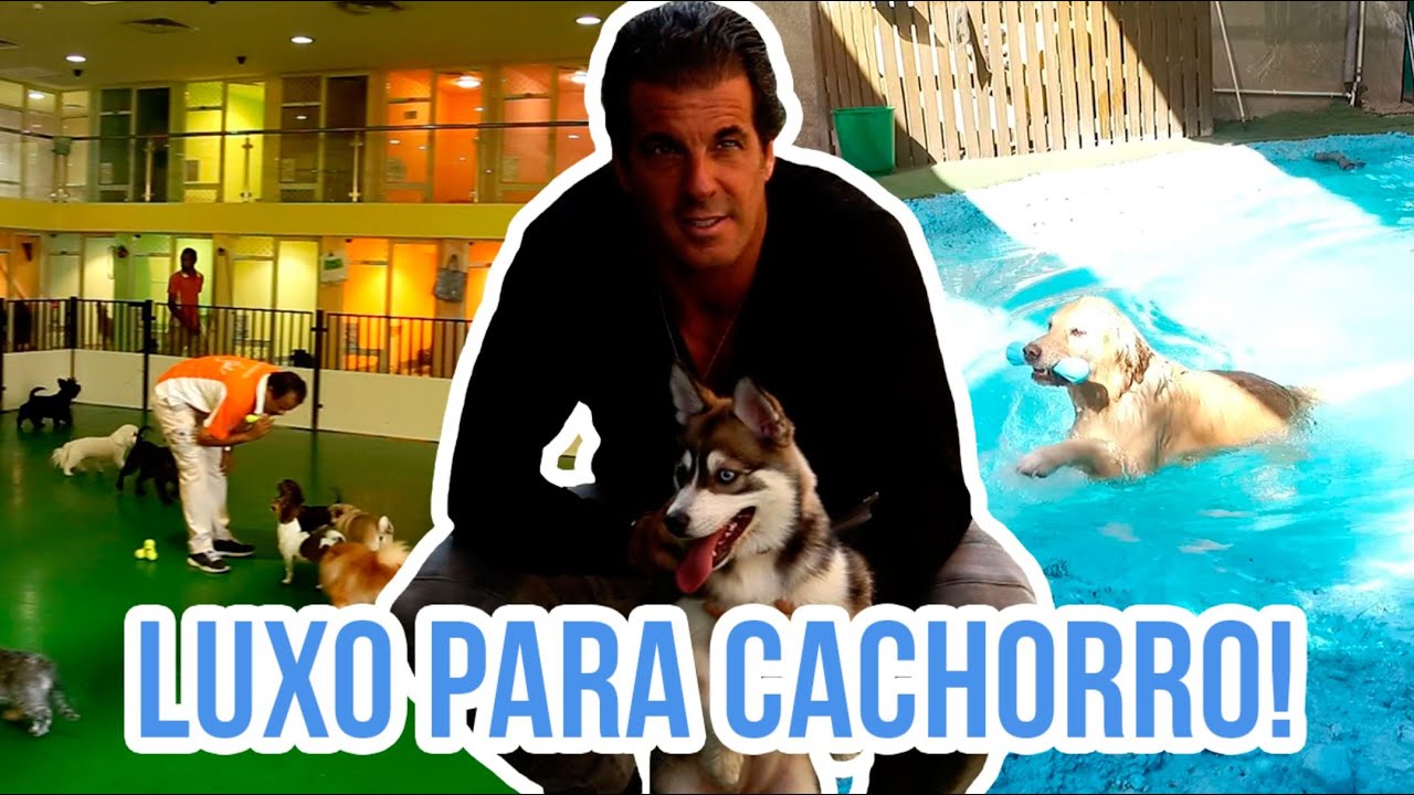 Conheça o primeiro hotel 7 estrelas para cachorros, nos Emirados Árabes Unidos