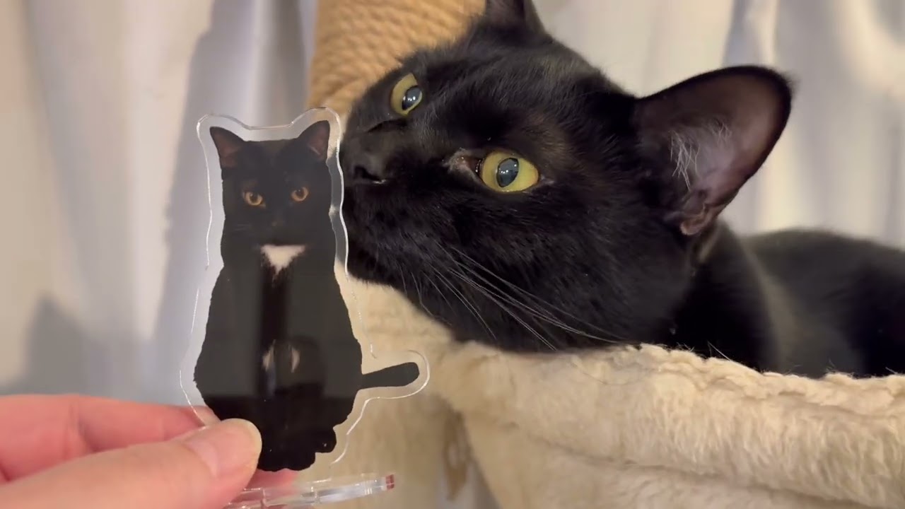 【推しグッズ】愛猫のアクスタ制作！