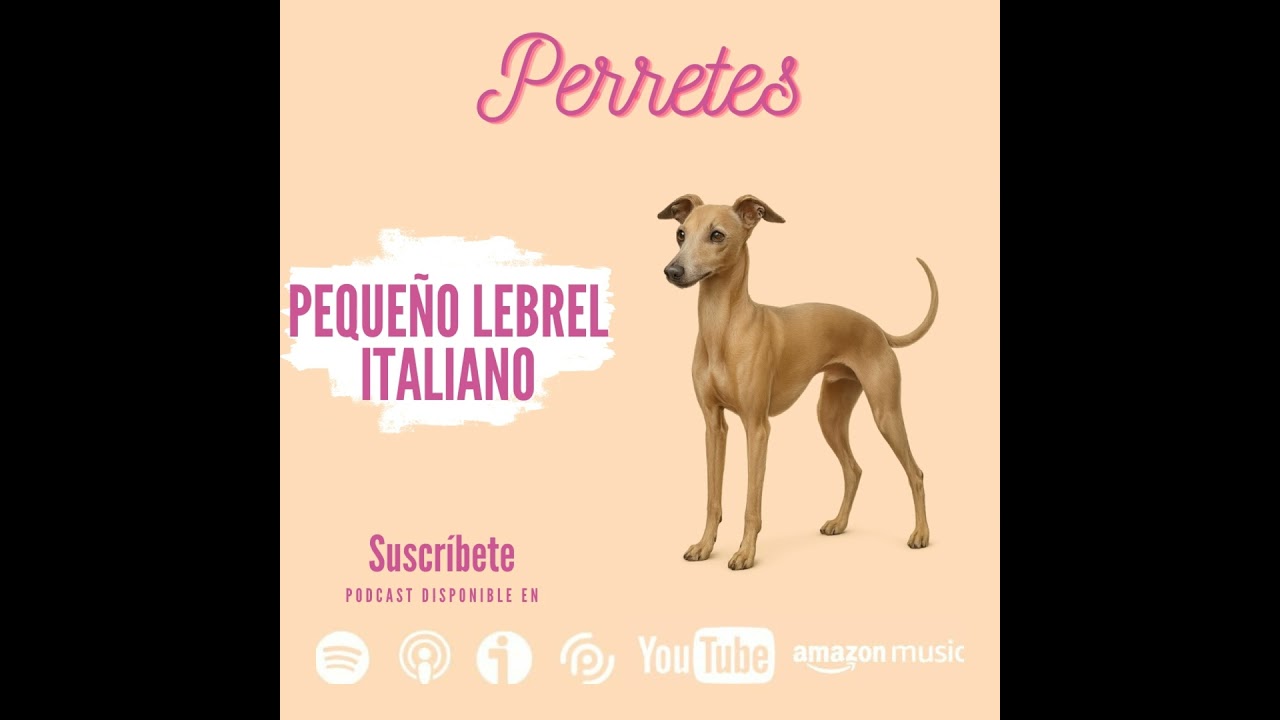 Ep91: Pequeño Lebrel italiano
