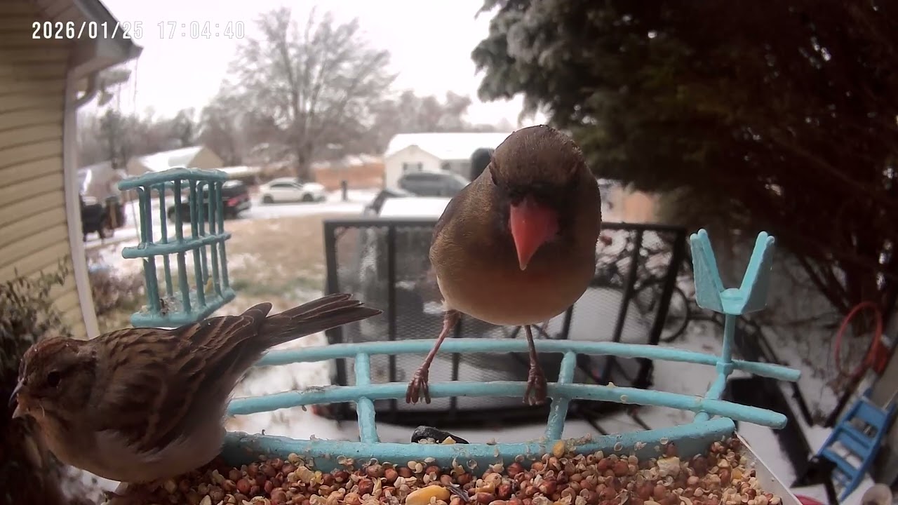 Birdfeeder cam 