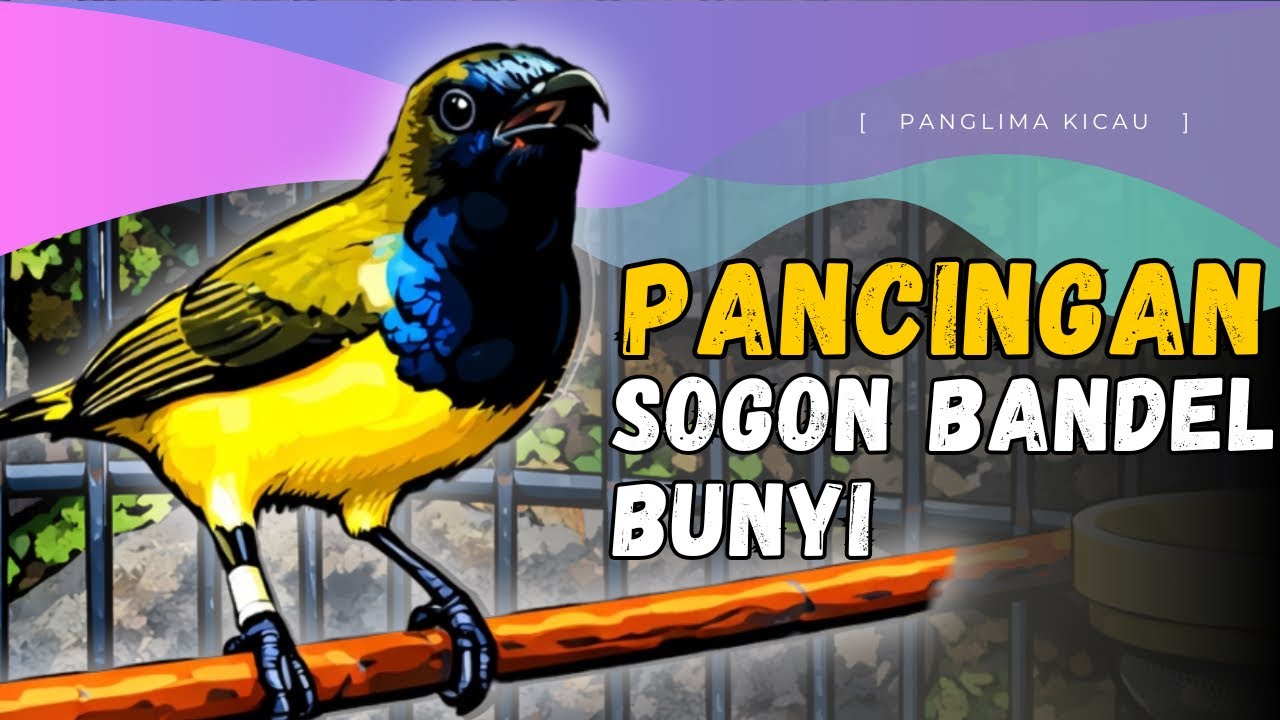 Suara Pancingan Sogon Bandel Bunyi | Bikin Sogon Langsung Ngriwik #pancingansogon #sogongacordor 