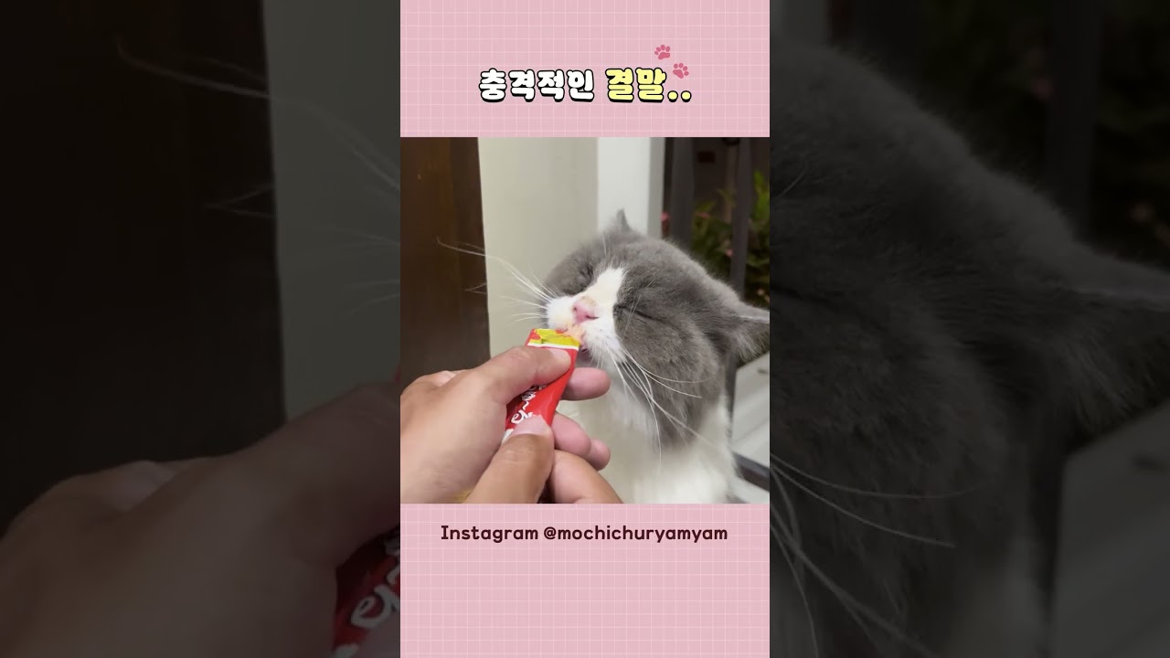 밀당은 사양이다냥 #옆집 #고양이 #모찌 #츄르 #사냥꾼 