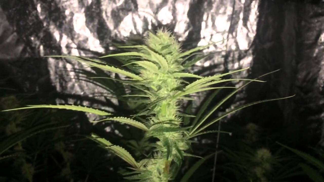 CBD Medi Haze Day 33 Flowering