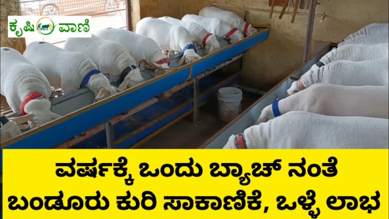 ವರ್ಷಕ್ಕೆ ಒಂದು ಬ್ಯಾಚ್ ನಂತೆ ಬಂಡೂರು ಕುರಿ ಸಾಕಾಣಿಕೆ ಮಾಡಿ ಒಳ್ಳೆ ಲಾಭ ಪಡೆಯುತ್ತಿರೋ ಮುನೇಗೌಡ | Kuri sakanike |