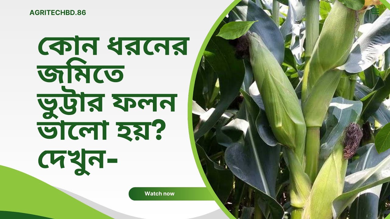 ভুট্টা চাষের জন্য কোন জমি বেছে নেয়া উচিত?| #agriculture #ভুট্টাচাষ