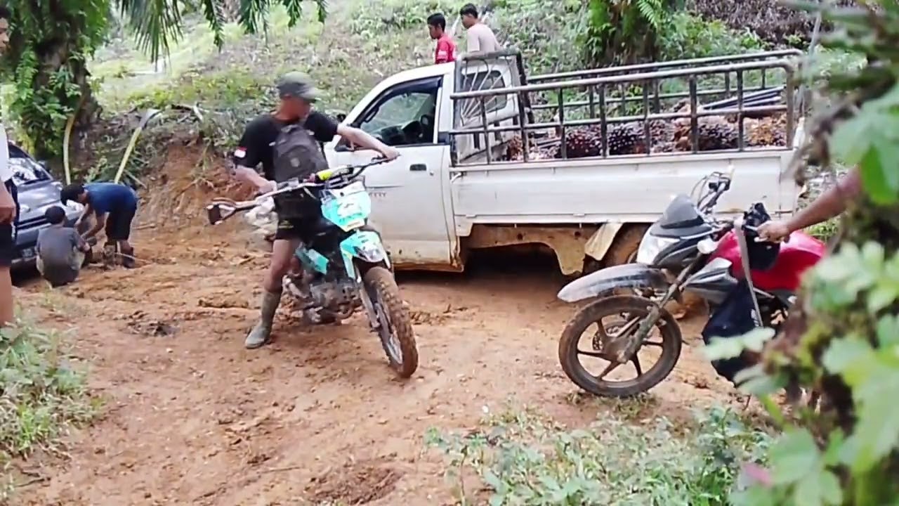 Kerja rutin saat hujan melangsir sawit masyarakat. 