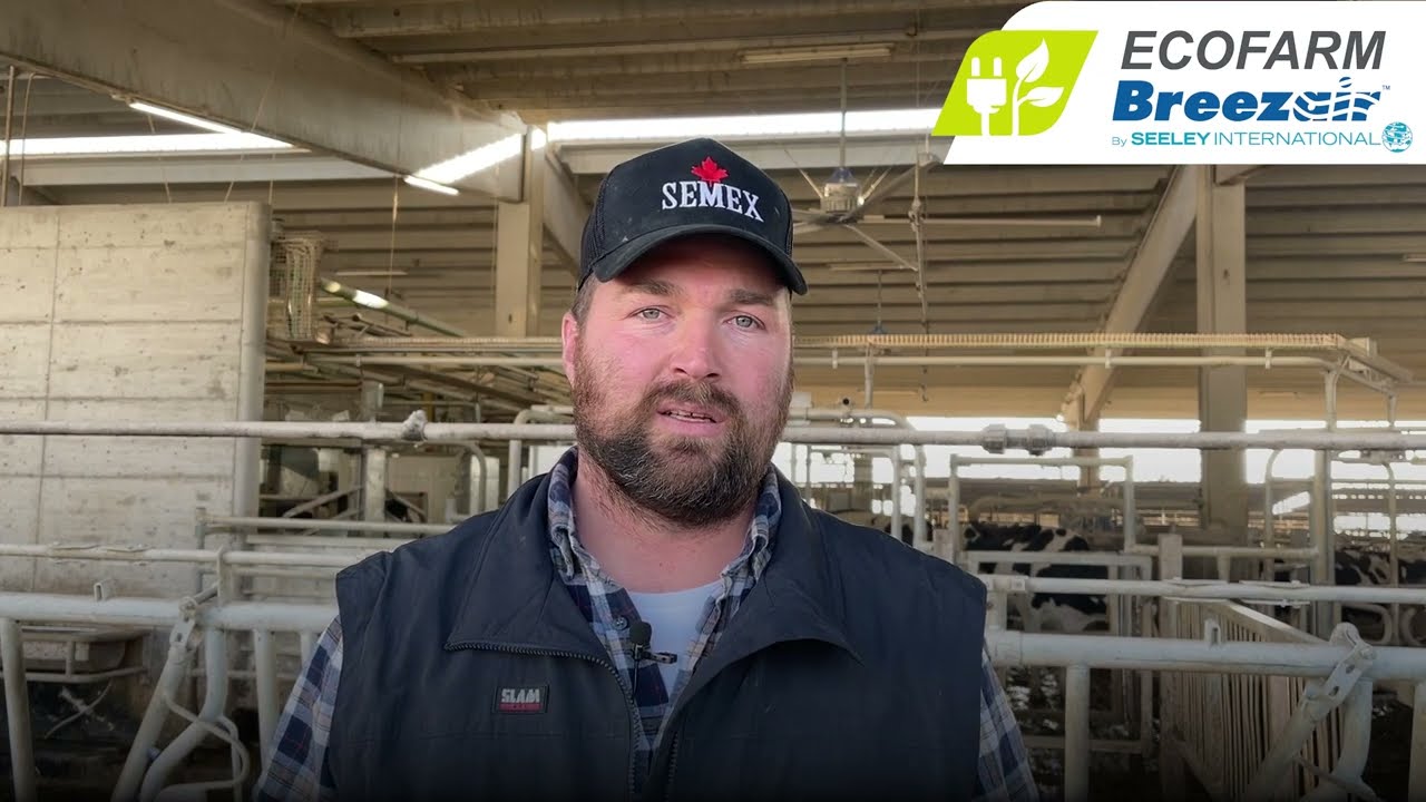 Azienda Agr. Festa, bovine da latte per Grana Padano: raffrescatori  Breezair contro stress da caldo