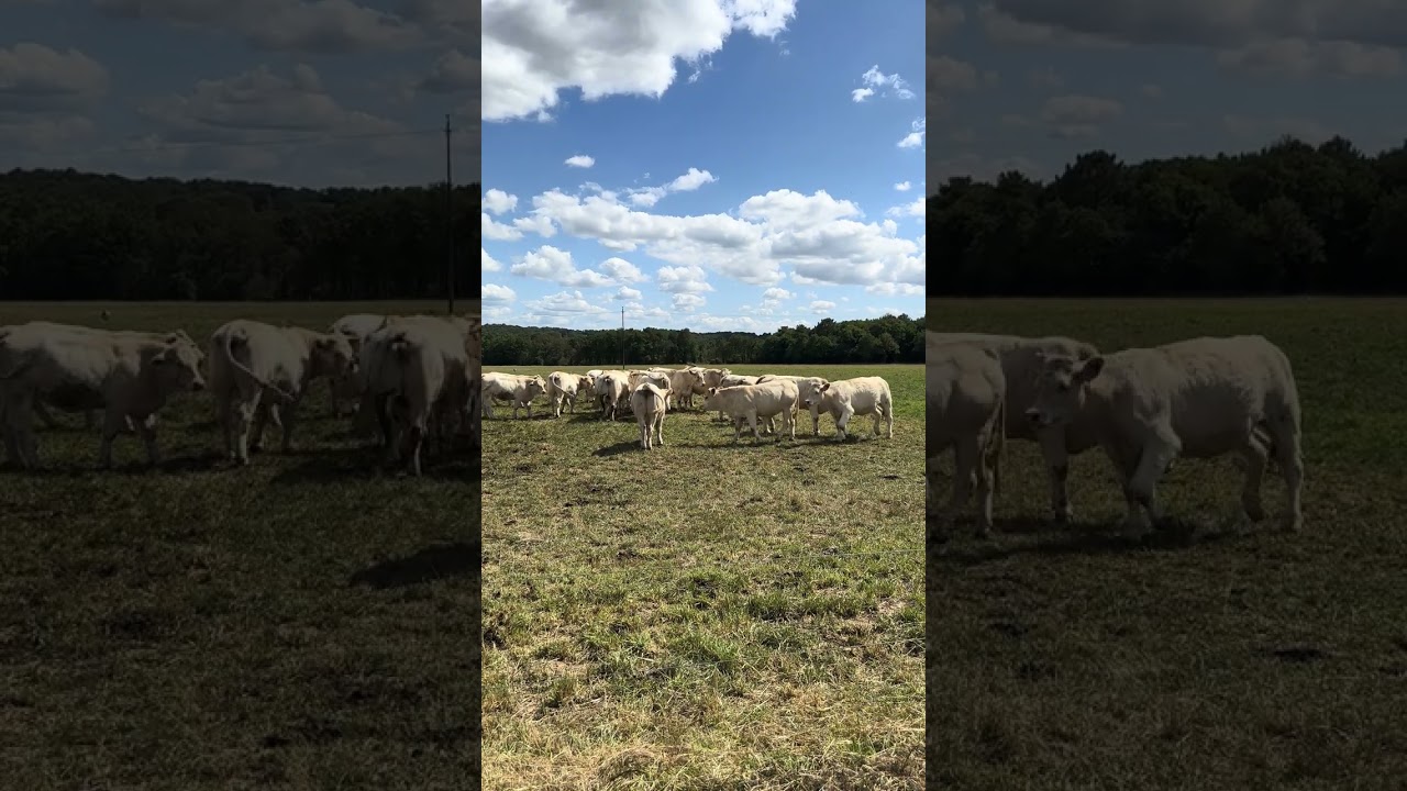 На пастбище, коровы