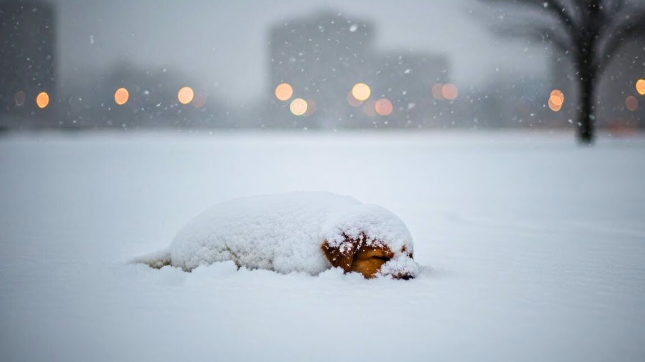 Abandoned in the Snow: The Miracle That Touched an Entire City!