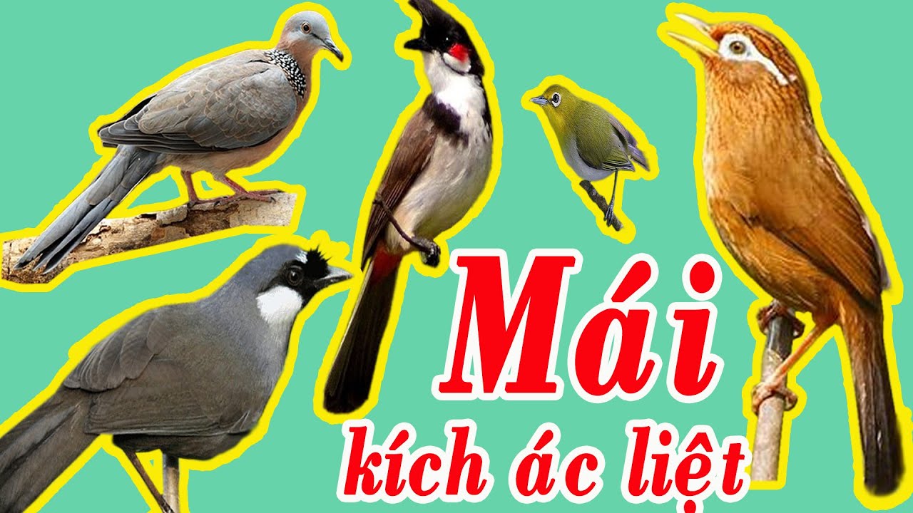 Tổng hợp 5 Tiếng Chim Mái Kích Trống ÁC LIỆT nhất cho ae Miền Bắc (chào mào,cu gáy,khướu, khuyên,mi)