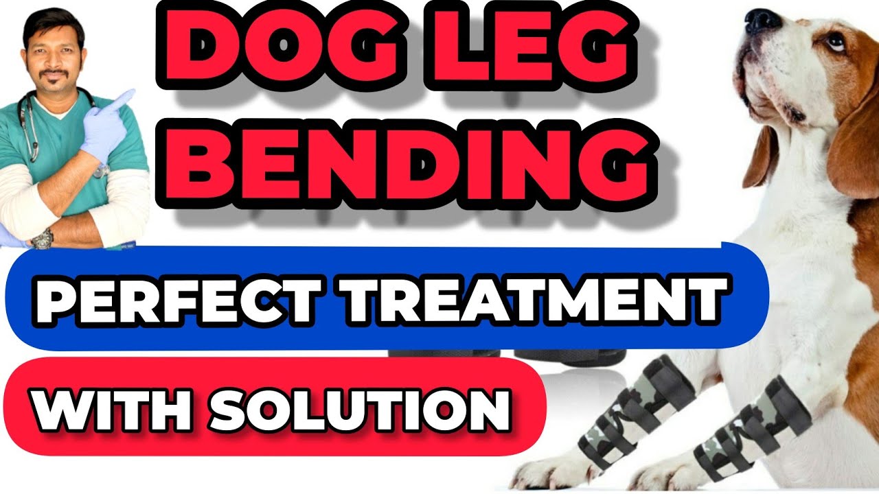 Puppy Dog Leg Bending Solution | Puppy leg Problems | Dog Puppy Leg Bending Treatment | Dog leg Bend