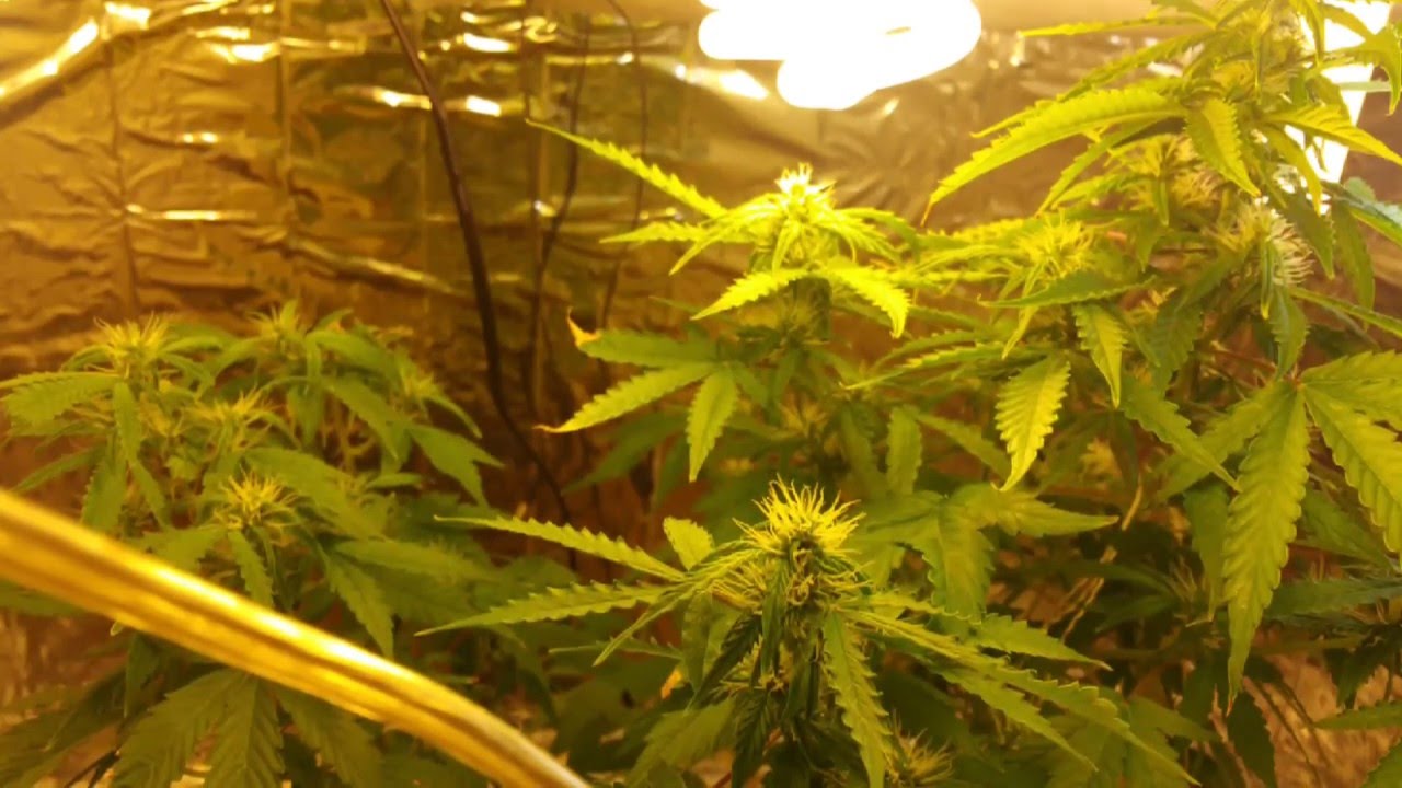 MicroGrow update dwc stealth grow