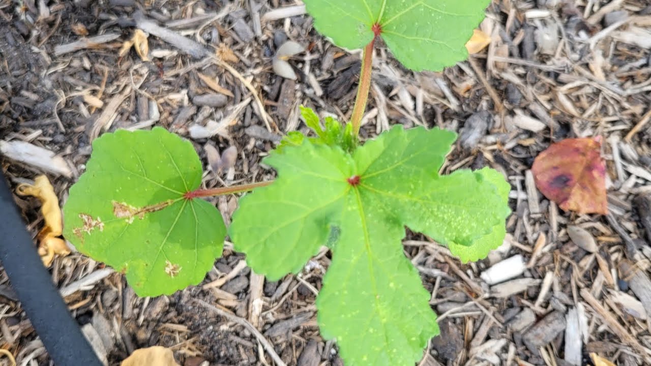 Clemson Spineless Okra, one month old