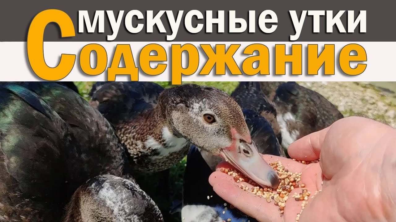 Приучаем мускусных уток к новой еде.