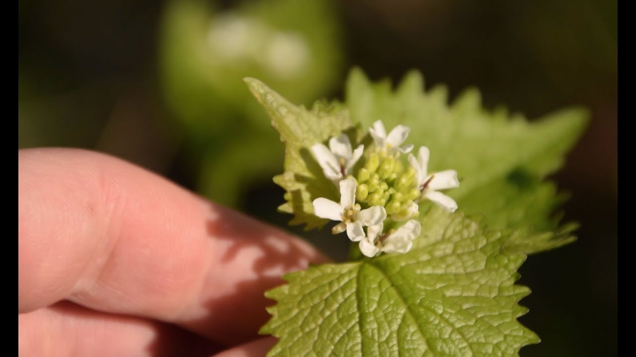 How to Identify Garlic Mustard; Alliara petiolata - Wild Edibles