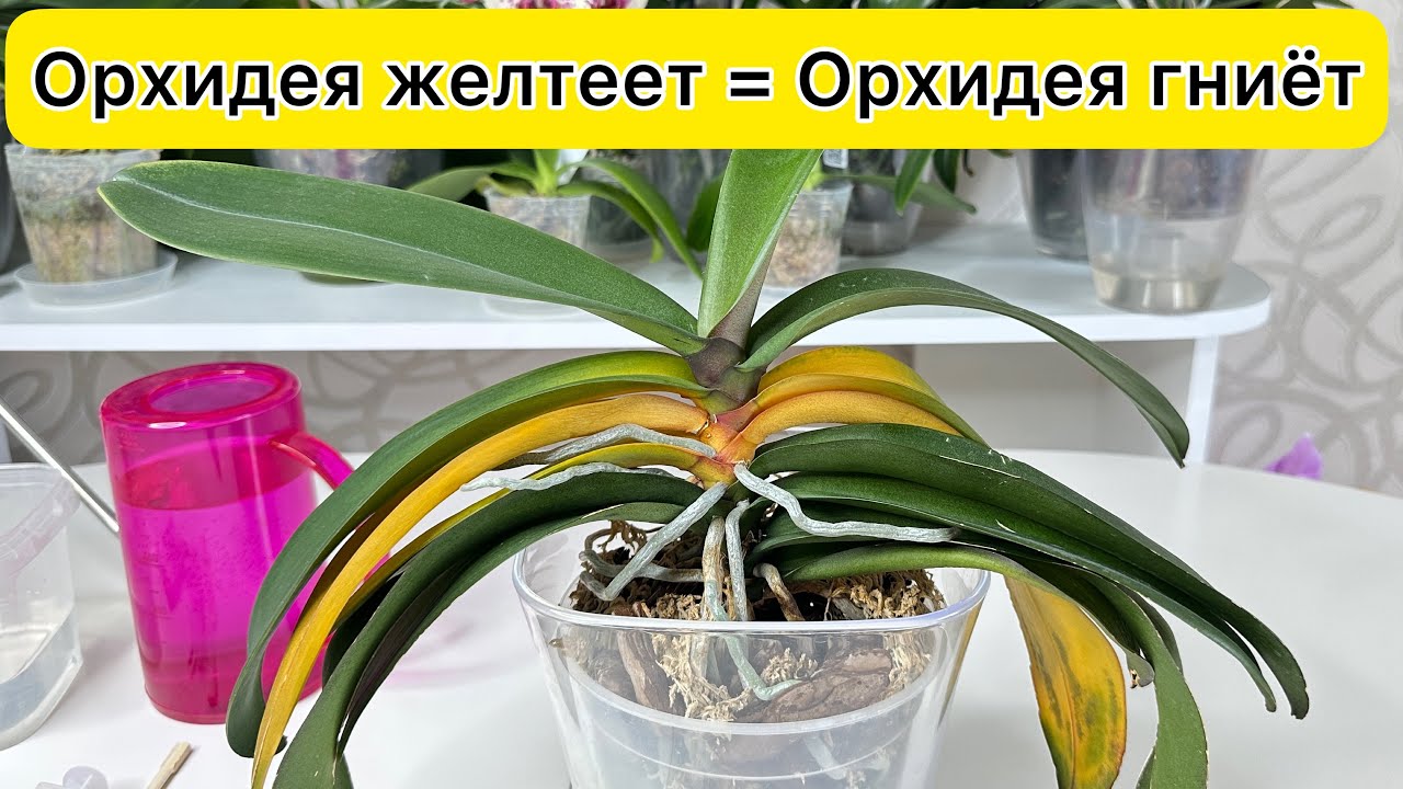 Орхидея желтеет = орхидея гниёт Реанимация орхидеи