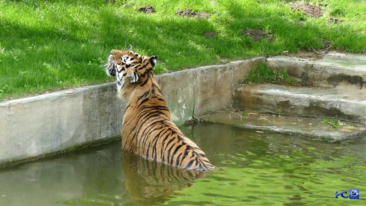 IL BIOPARCO ZOOM  A CUMIANA ( TO)