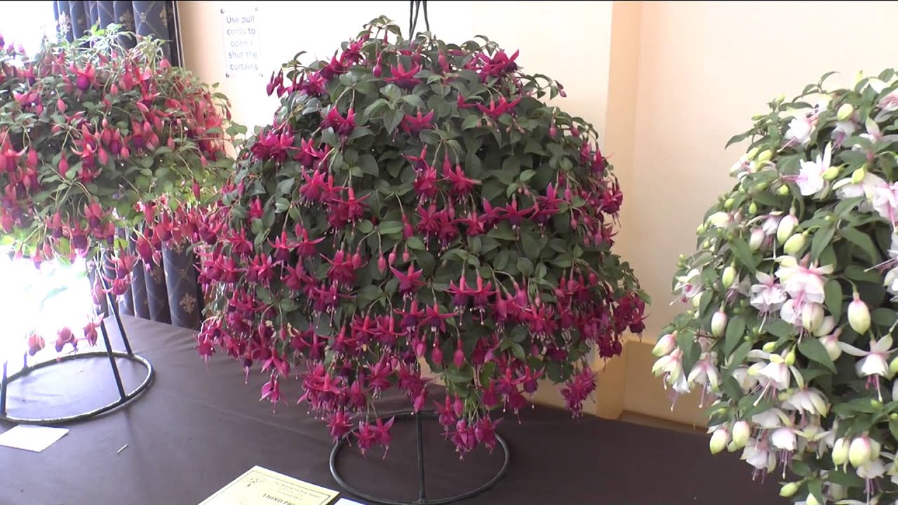 The British Fuchsia Society 2013 LONDON SHOW