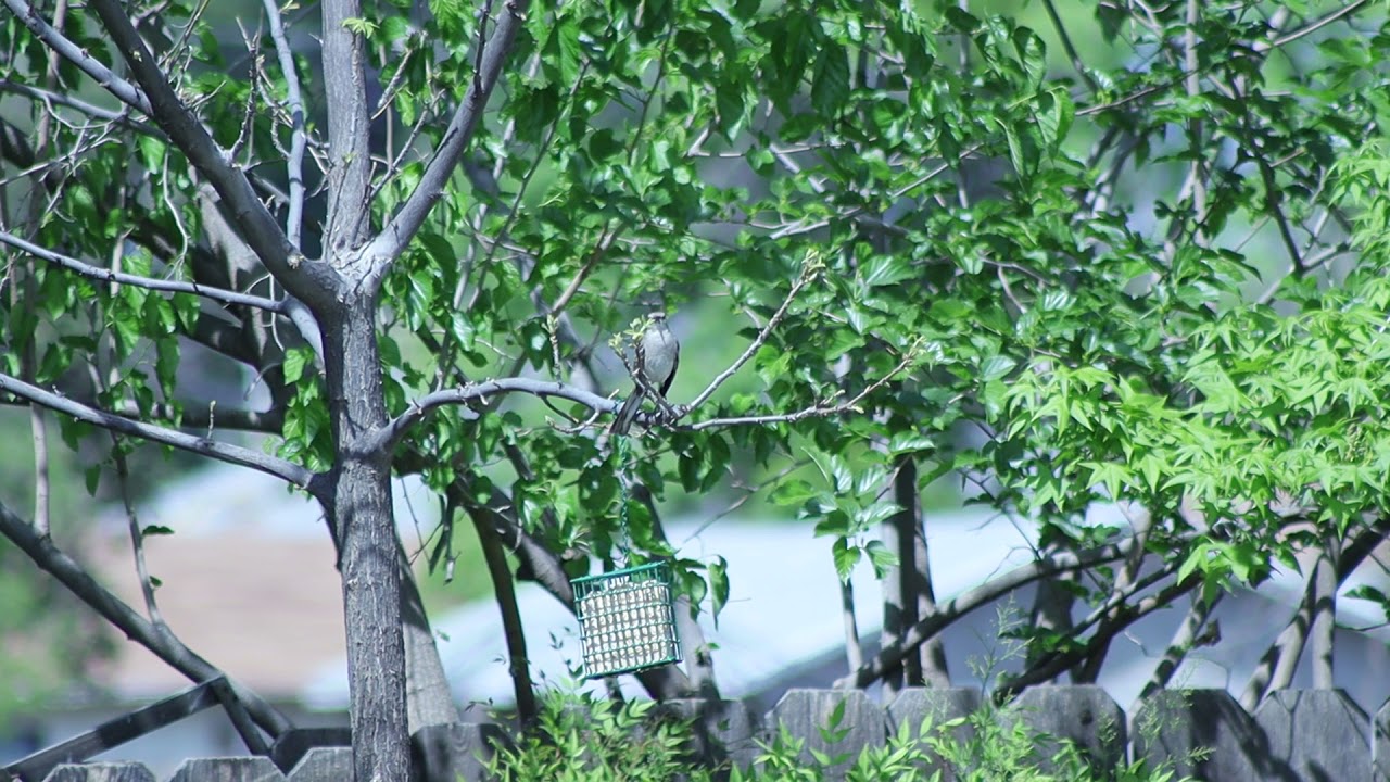 BEST Northern Mockingbird (Mimus polyglottos) Singing TURN IT UP :-)